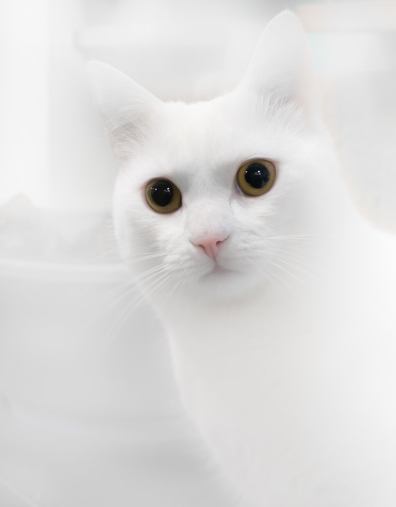 Photograph by Игорь Соя