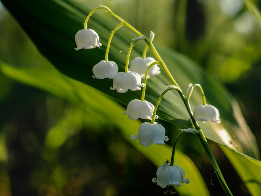 Photograph by mikhail goryachev