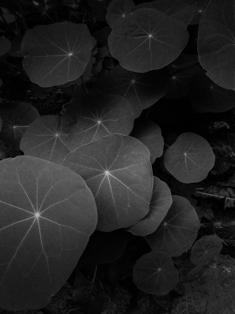 Photograph by Анастасия Хованская