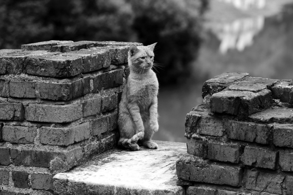 Photograph by Константин Лагоденко