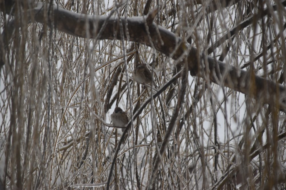 Веселая парочка