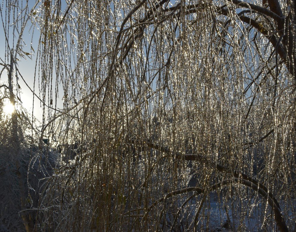 Метаморфозы