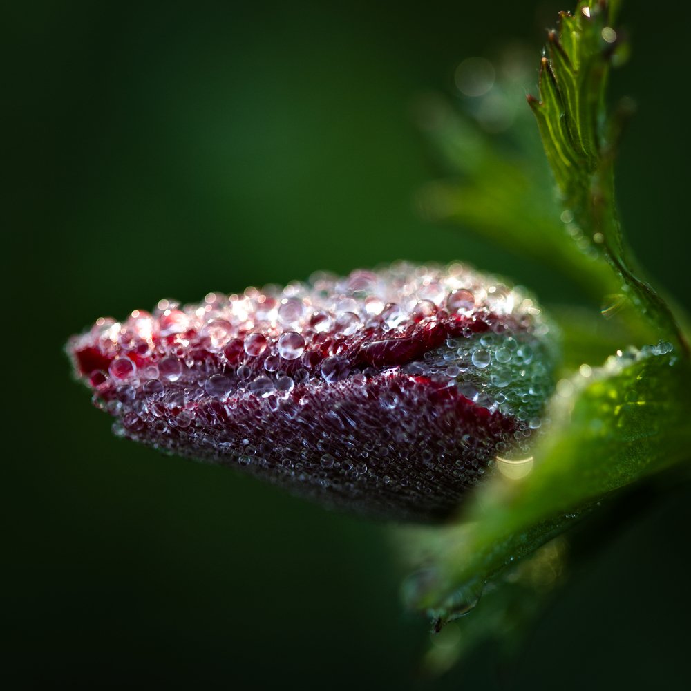 Morning dew of a new year