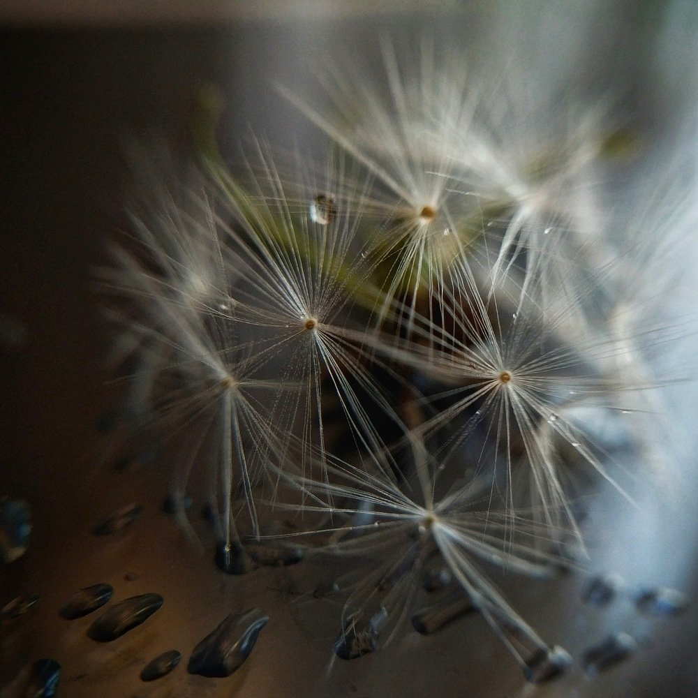 Wet dandelion