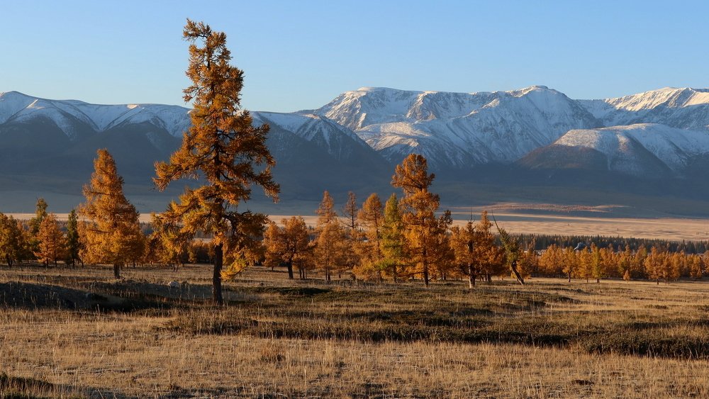 Курайская степь