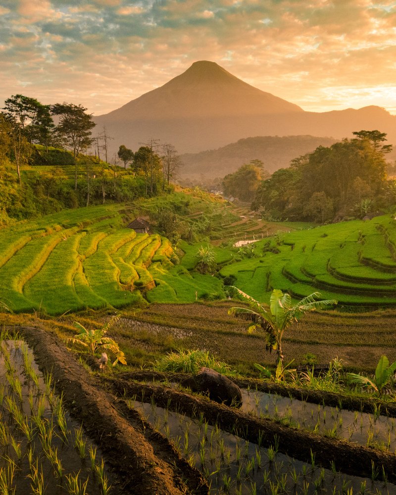 Morning Sunshine and Terracing
