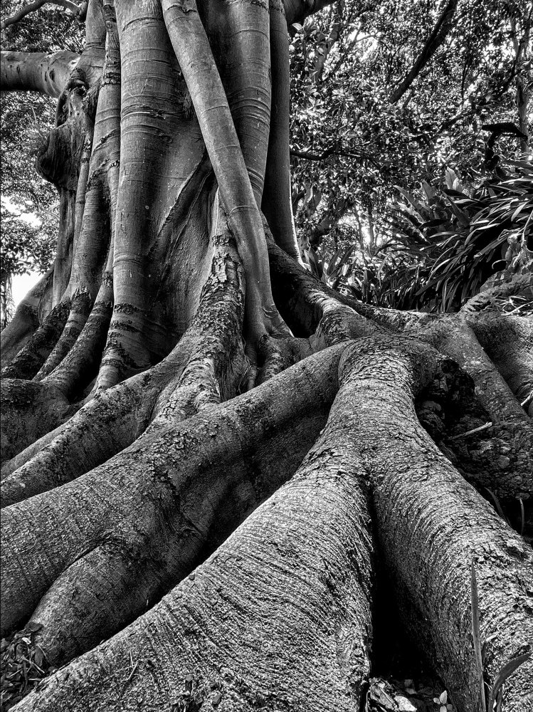 Roots of the Magnificent Ficus Tree