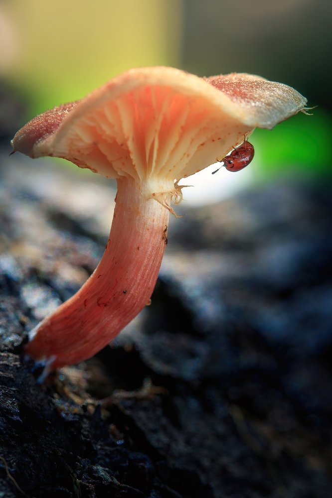 Photograph by Ari Kustiawan