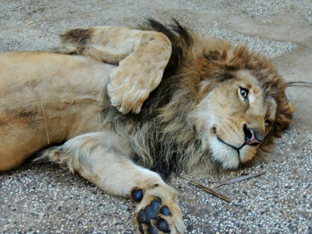 Funny face to eat someone alive