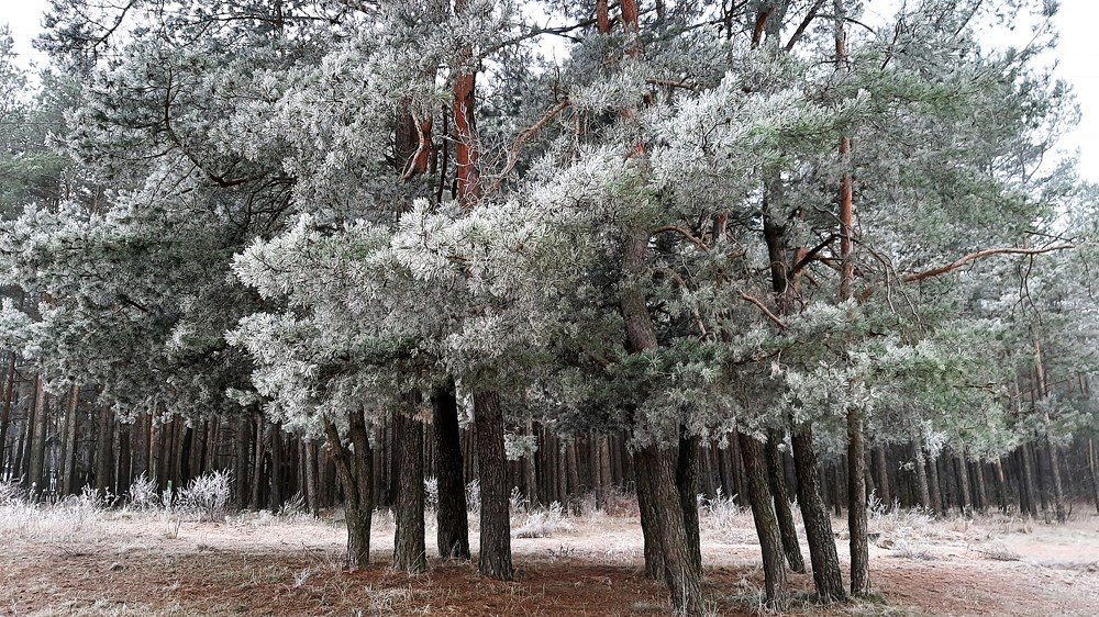 Утро 1 января 2021