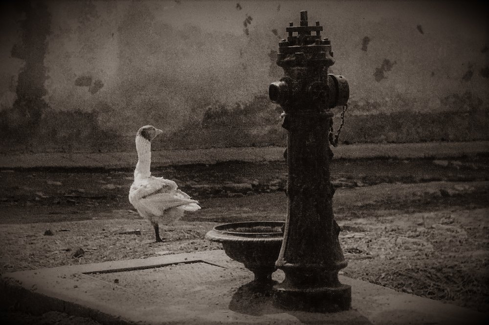 Photograph by Oskár Piller