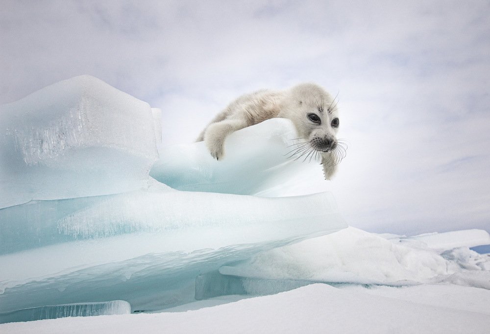 Хитрый Кумай