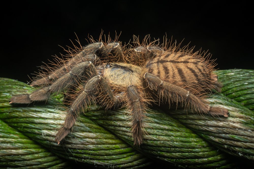 Photograph by Nicholas Ng