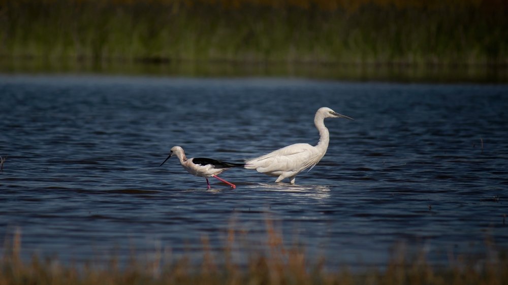 Stilt and Egret