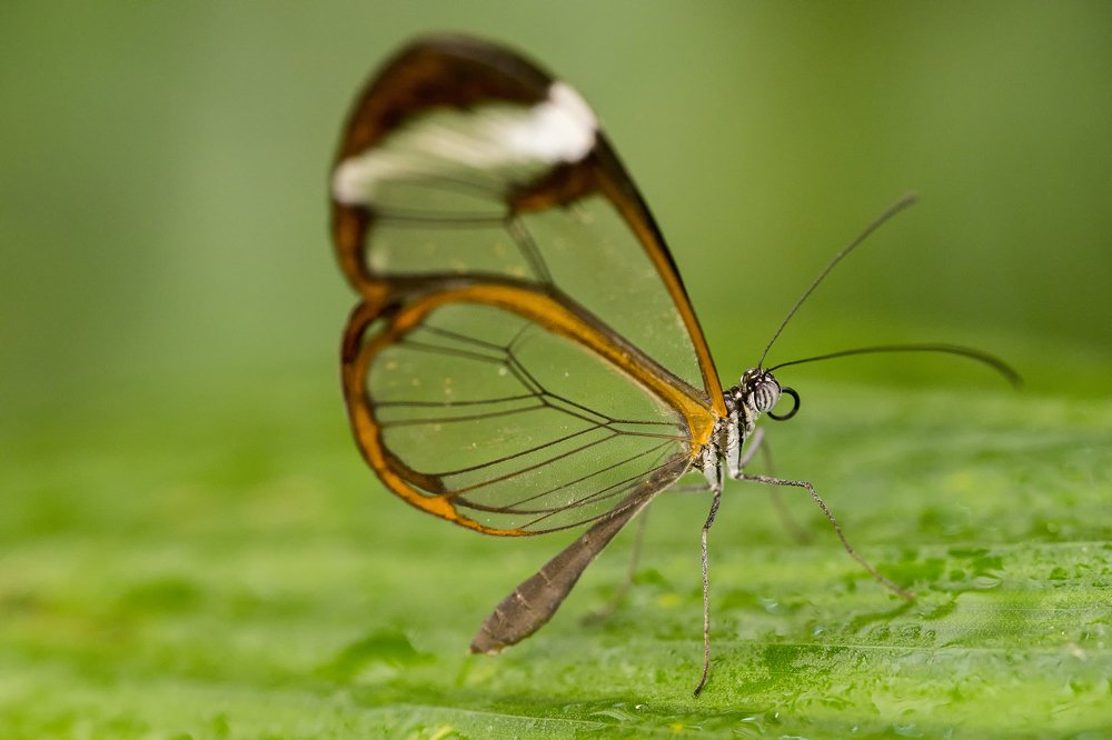 Photograph by Bob Riach