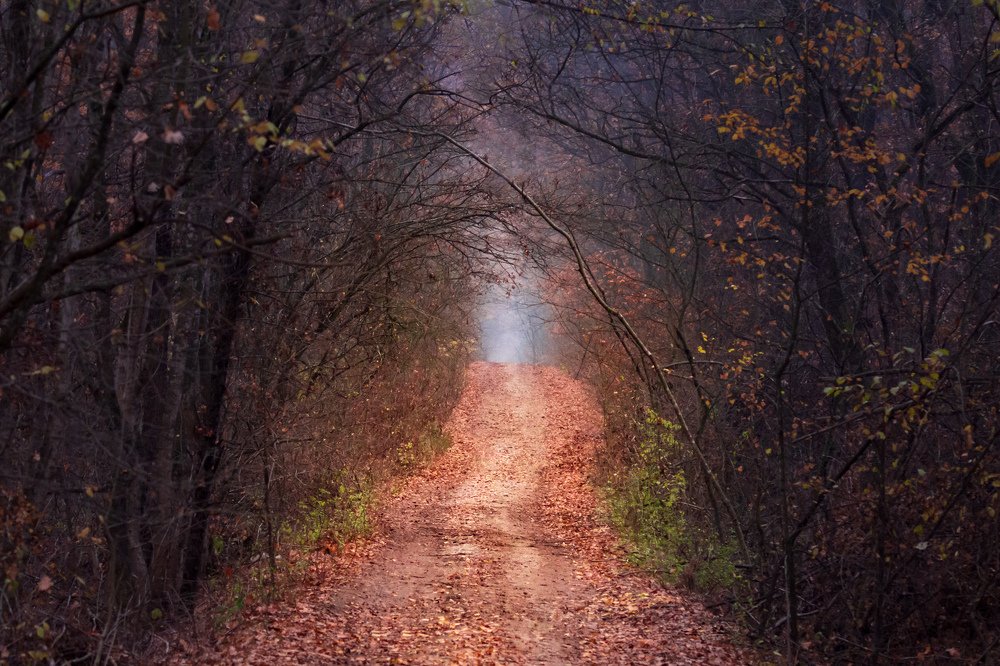 Late November forest path.