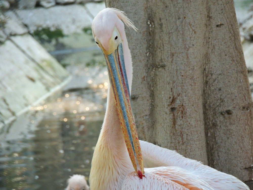 Pink Pelican