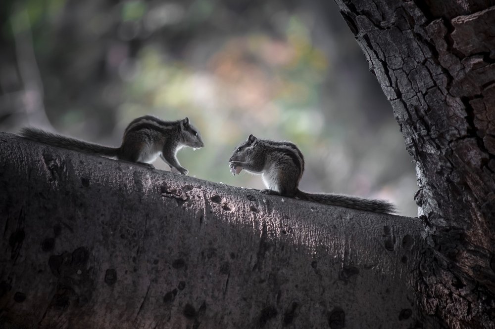 Photograph by Yash Sadawana