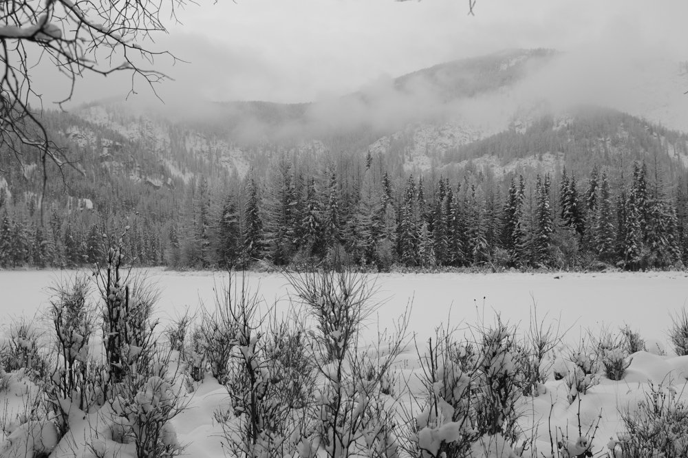 Горная тайга