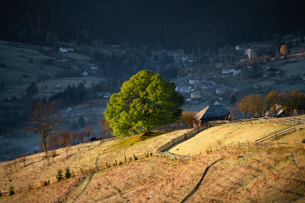 Photograph by Burlacu Lush