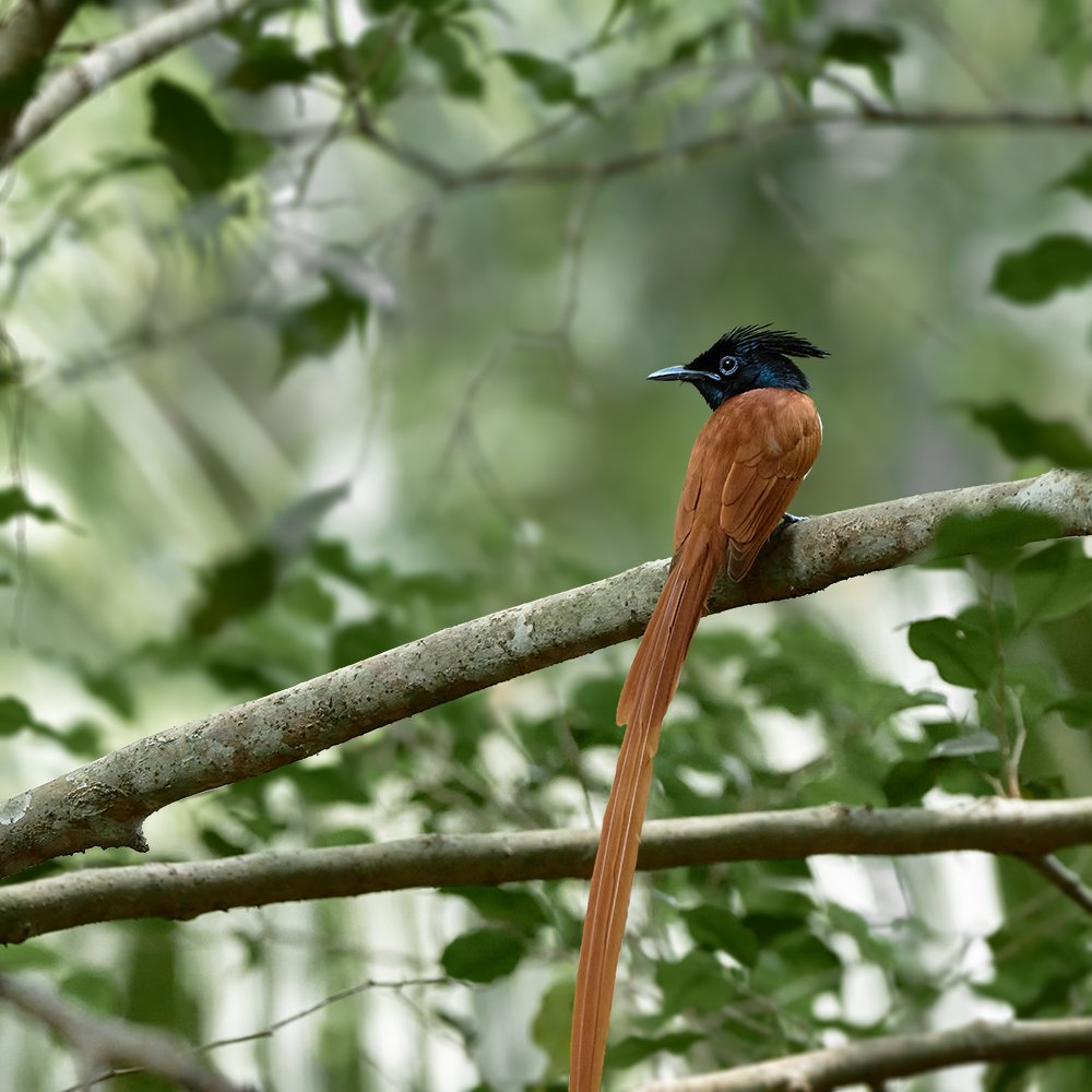 Photograph by Kushan Madushanka Sonnadara