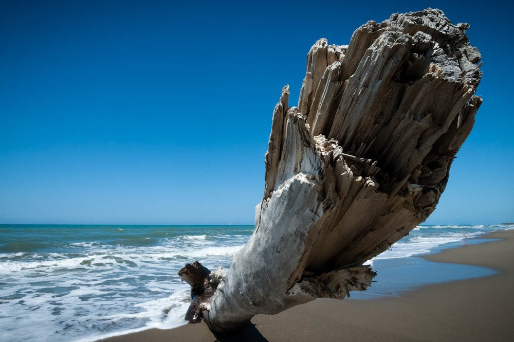 Old Tree