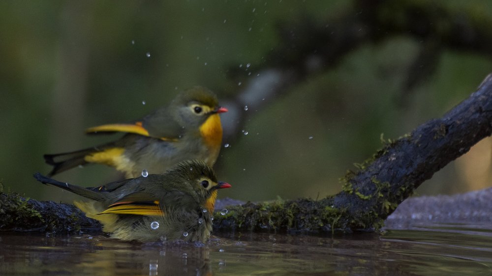 Фотография автора Gokul Addanki