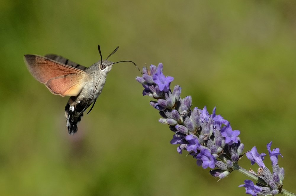 Macroglossum stellatarum