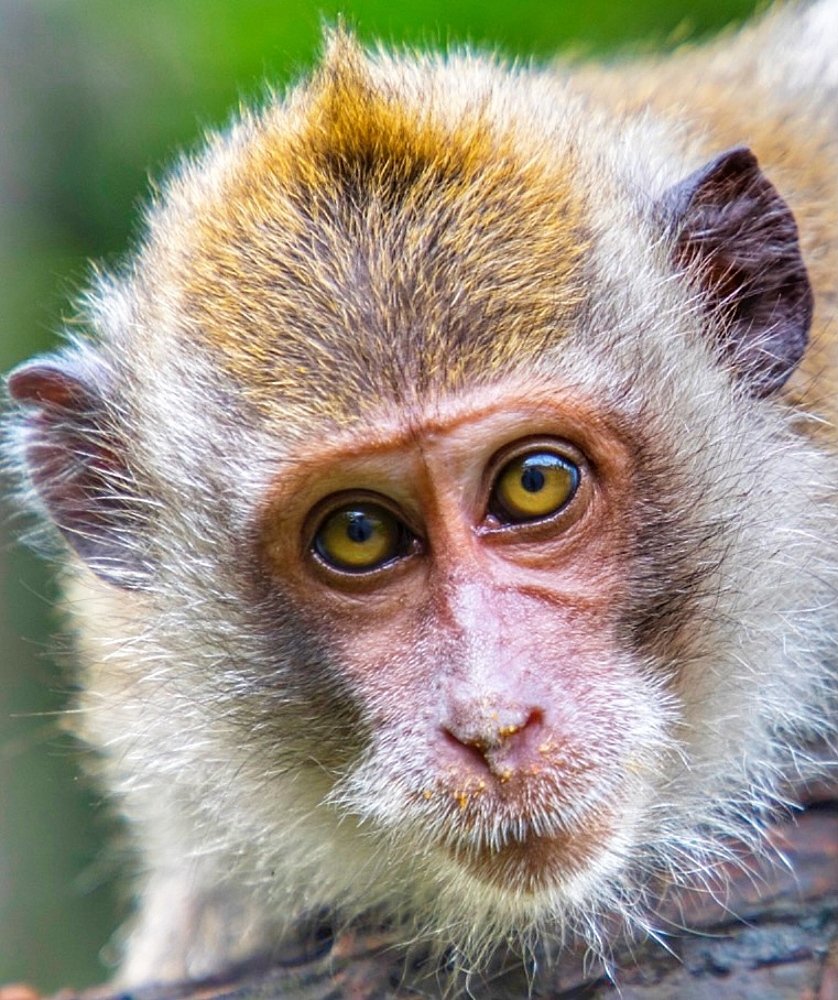 Фотография автора Hamidreza Saedi