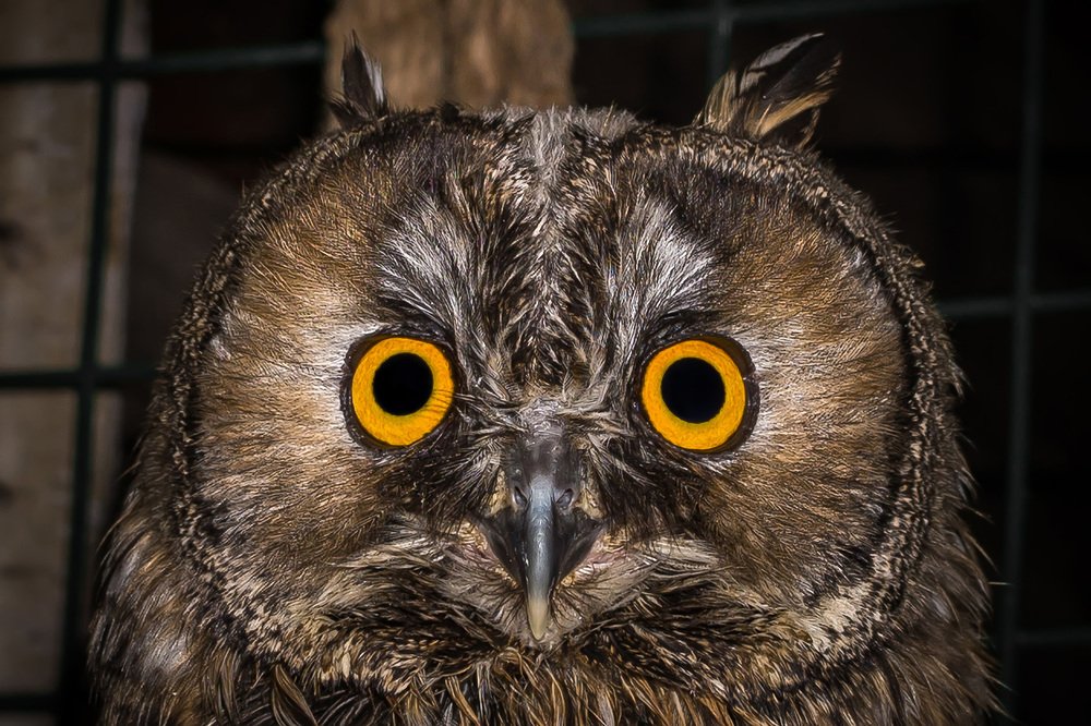 Взгляд совы