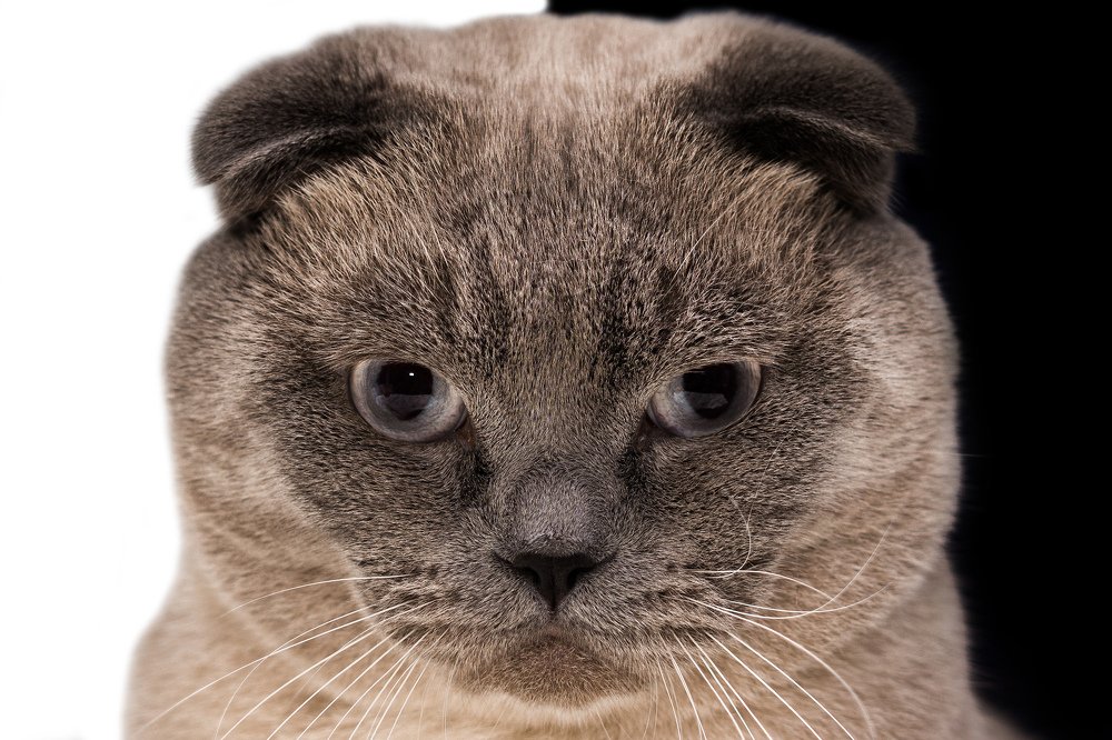 Взгляд кота Шотландца