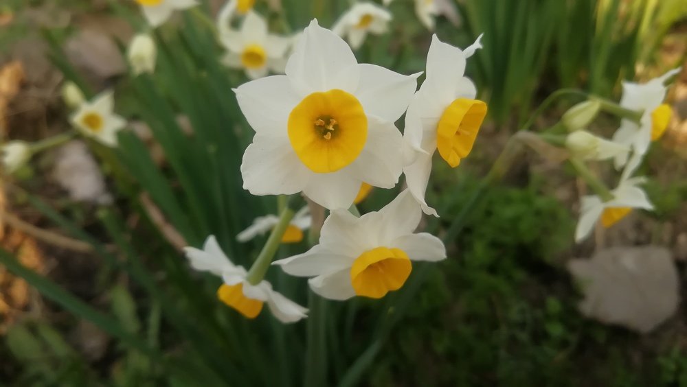 daffodils mobile photo grapy