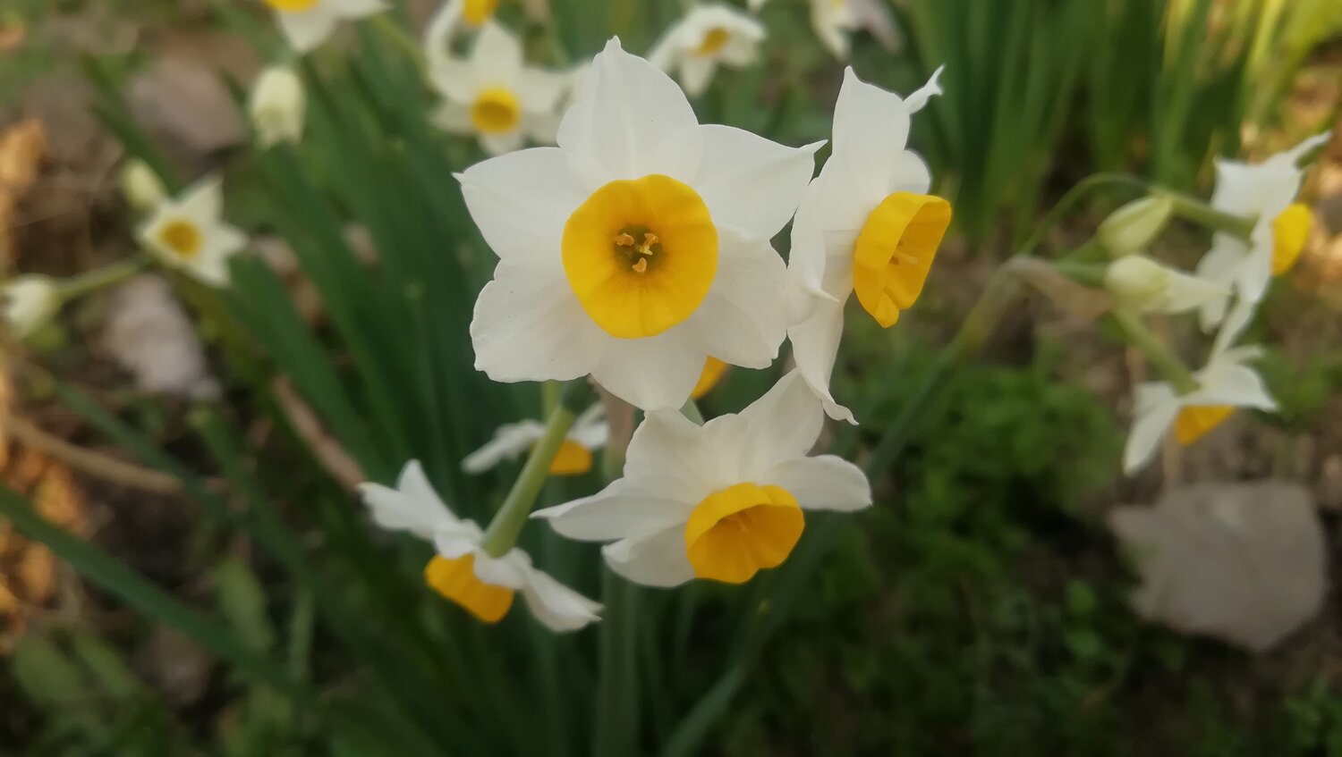 daffodils mobile photo grapy