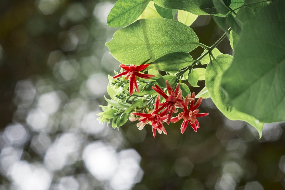 Фотография автора QUANG THỚI HỨA