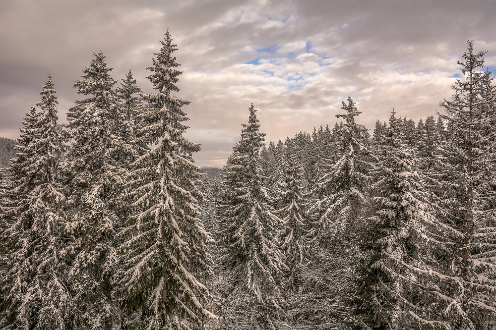 Winter landscape in the forest