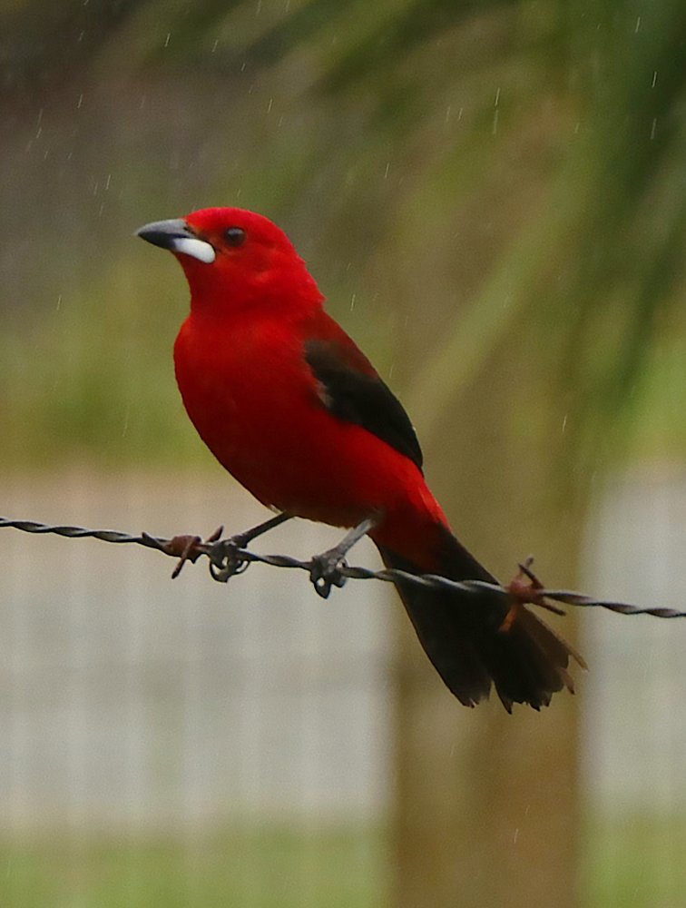 Photograph by Simone Guaselle