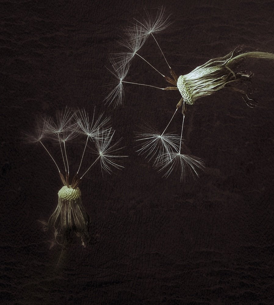 Photograph by Светлана Лехмус