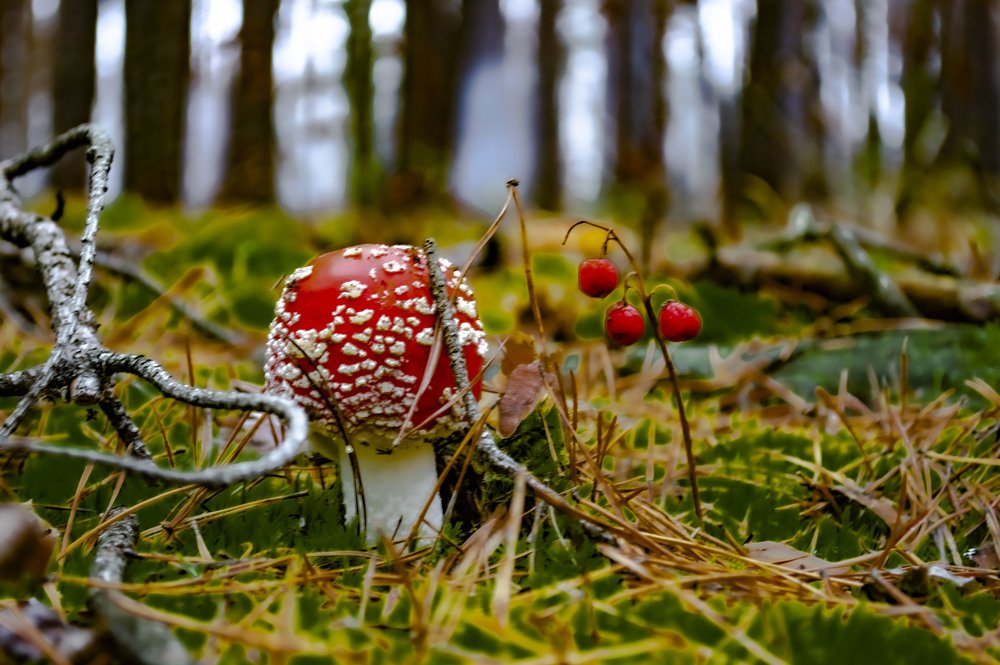 Photograph by Алексей Сиваков