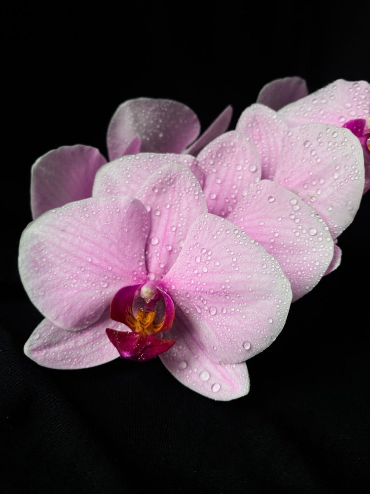 Photograph by Юлия Гладких