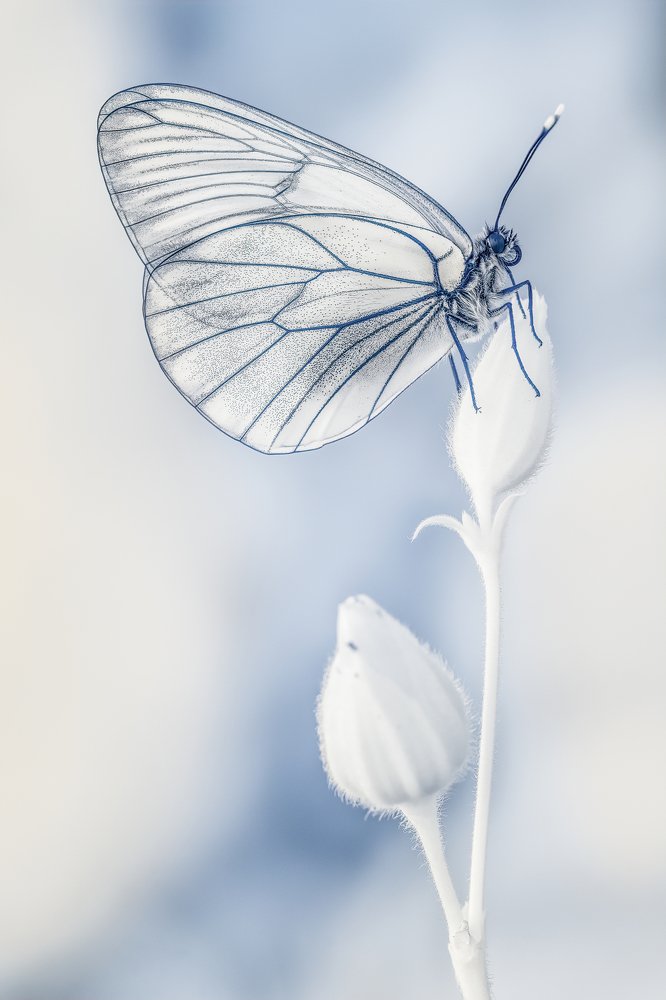 Photograph by Sara Jazbar