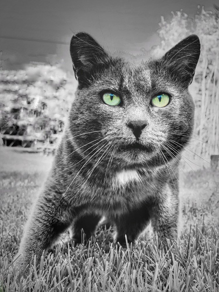 Глазами кошки