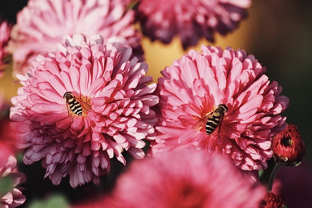 Photograph by Юлия Тигра