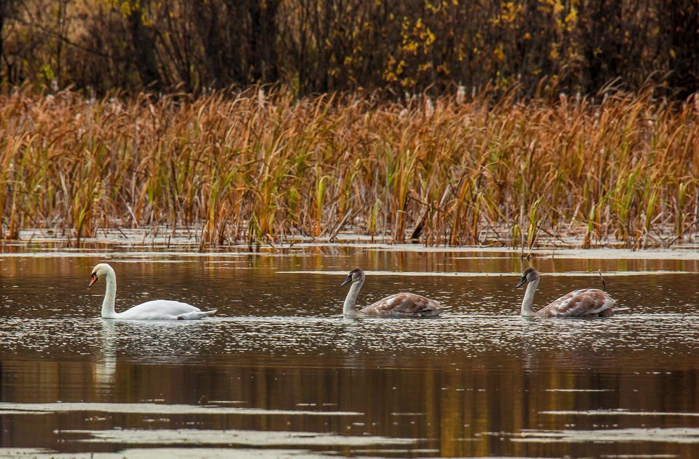 Лебёдушка с подросшими птенцами 11.10.2020 год.