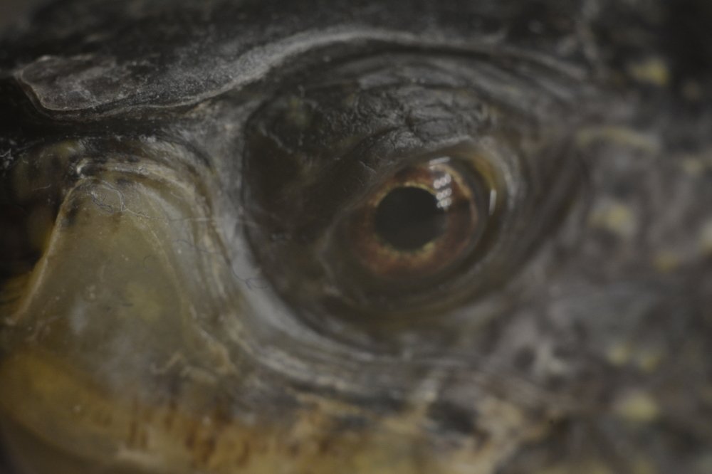 Photograph by Ольга Истомина