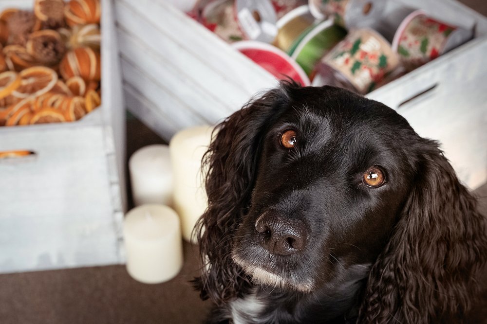 Photograph by Julia Mustard