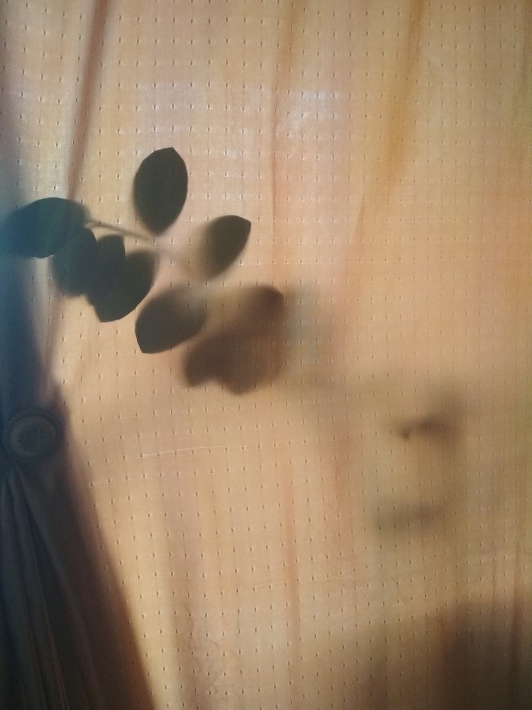 Мой любимчик Замяокулкас