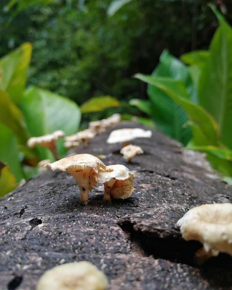Mushroom Forest