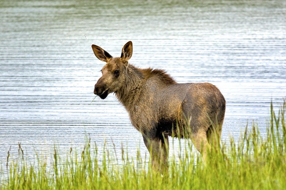 Фотография автора andrey gagarin
