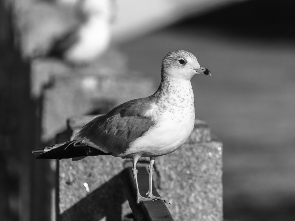 Photograph by Игорь Соя