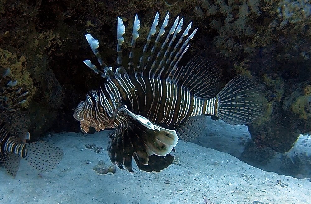 Lion fish